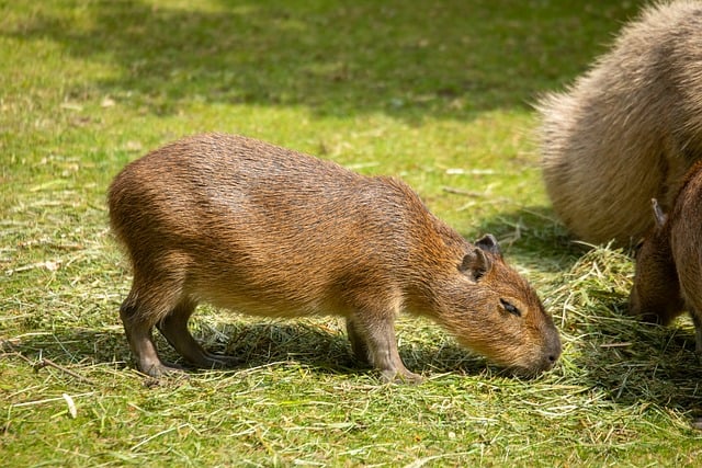 水豚-Capybara 英文學習：探索水豚的奇妙世界與5個提升詞彙的方法 [Capybara English Learning: Exploring the Amazing World of Capybaras and 5 Vocabulary Enhancement Methods]