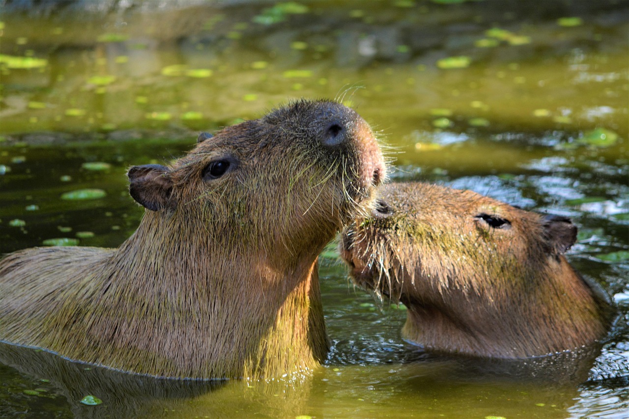 Capybara 英文學習：探索水豚的奇妙世界與5個提升詞彙的方法 [Capybara Related English : Exploring The Amazing World Of Capybaras And 5 Vocabulary Enhancement Methods]