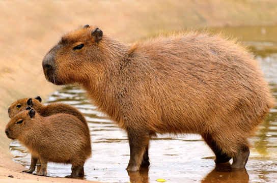 Capybara 英文學習：探索水豚的奇妙世界與5個提升詞彙的方法 [Capybara-related English : Exploring the Amazing World of Capybaras and 5 Vocabulary Enhancement Methods]