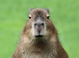 Capybara 英文學習：探索水豚的奇妙世界與5個提升詞彙的方法 [Capybara-related English : Exploring the Amazing World of Capybaras and 5 Vocabulary Enhancement Methods]