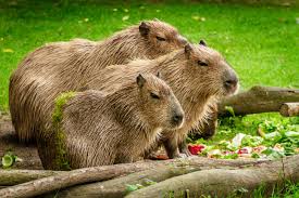 水豚英文capybara：了解這些動物的有趣英文小知識 [Capybara: Discover Interesting English Tidbits About These Animals]