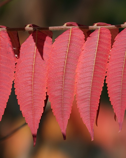 避免使用這些 5 種常見錯誤月份英文表達 [Avoid These 5 Common Mistakes In Month Expressions In English]