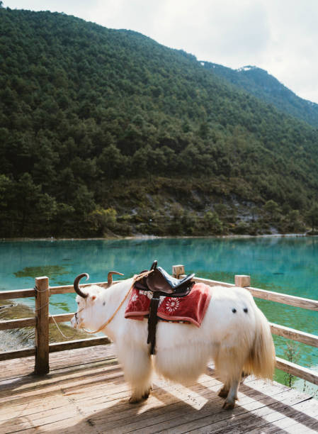 雲南旅遊不可錯過的7大景點 [7 Must Visit Attractions In Yunnan]｜藍月谷