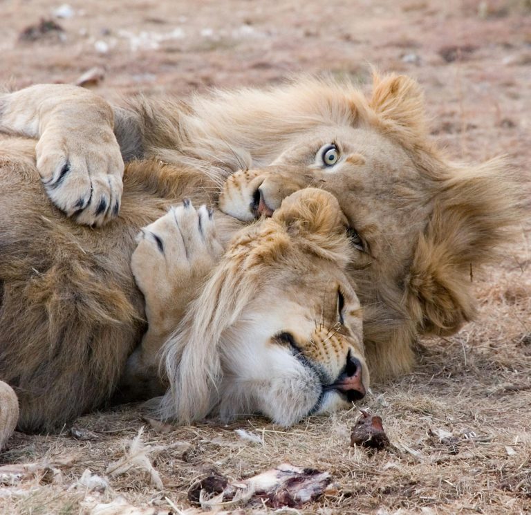 獅子座的英語學習秘訣：如何利用特質提升語言能力？ [Leo's English Learning Secrets: How To Leverage Traits To Improve Language Skills?]