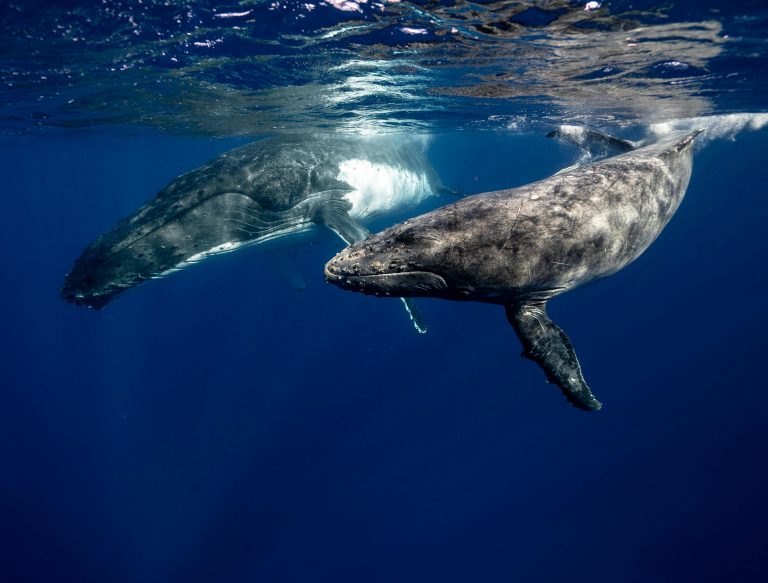 52赫茲鯨魚的英文怎麼說？避免5個常見翻譯錯誤！ [How To Say 52 Hertz Whale In English? Avoid 5 Common Translation Mistakes!]