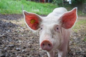 屬豬幾歲？2025年屬豬年齡對照表與英文說法一次搞懂 [How Old Are People Born In The Year Of The Pig? 2025 Age Table And English Explanation]