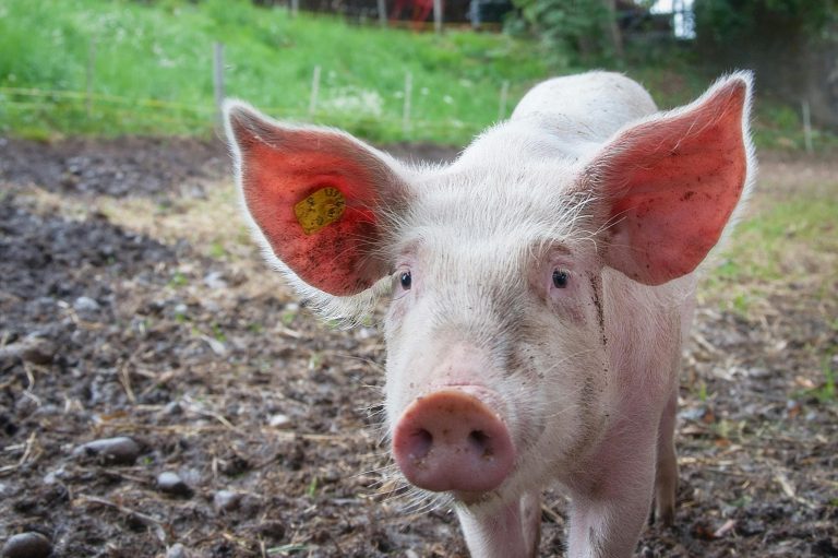 屬豬幾歲？2025年屬豬年齡對照表與英文說法一次搞懂 [How Old Are People Born In The Year Of The Pig? 2025 Age Table And English Explanation]