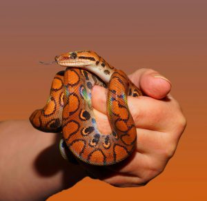 屬蛇今年幾歲？2025生肖年齡對照與英文生肖表一次看懂 [What Age Are People Born In The Year Of The Snake In 2025? Complete Zodiac & English Table Guide]