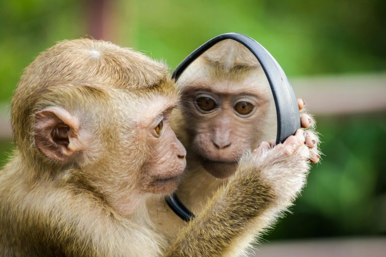 屬猴幾歲？2025最新生肖年齡對照及常見英文說法 [How Old Are People Born In The Year Of The Monkey?]
