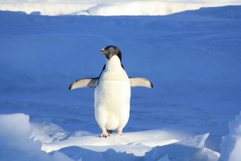 企鵝英文怎麼說？5個你絕不能搞錯的動物英文翻譯 [How To Say Penguin In English? 5 Animal English Translations You Must Not Get Wrong]