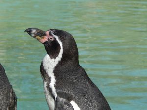 企鵝英文學不好？5個常見錯誤你一定要避免！ [5 Common Mistakes To Avoid When Learning Penguin English]