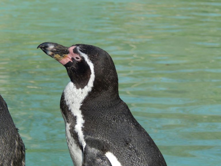 企鵝英文學不好？5個常見錯誤你一定要避免！ [5 Common Mistakes To Avoid When Learning Penguin English]
