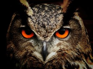 貓頭鷹英文怎麼說？5個你絕不能犯的常見錯誤大公開 [How To Say Owl In English? 5 Common Mistakes You Must Avoid]