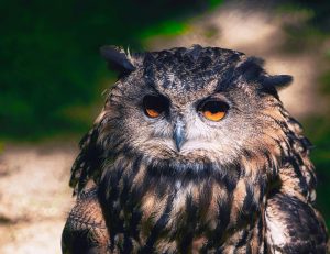 教育AI整合沒你想得簡單？英語老師必避開的3個大錯誤 [Integrating AI Into Education: 3 Major Mistakes English Teachers Must Avoid]