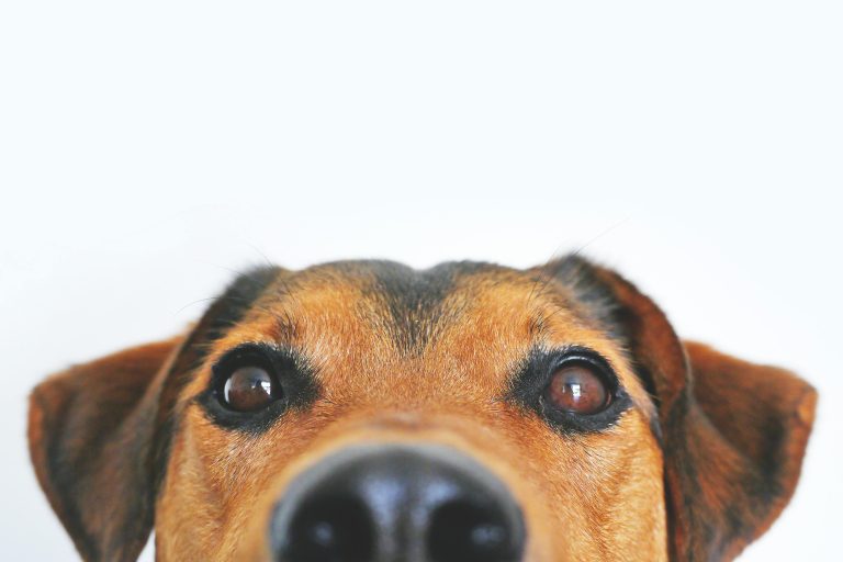 毛孩取代小孩：為什麼越來越多年輕人選擇養寵物而不是生小孩？ [Why Are More Young People Choosing Pets Over Children?]