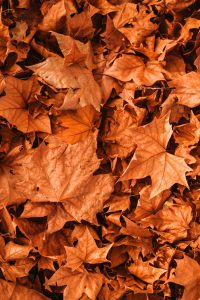 Nov 月份英文怎麼用？11個你不能忽略的實用英文句型與用法 [How To Use November In English? 11 Must Know Practical Expressions]