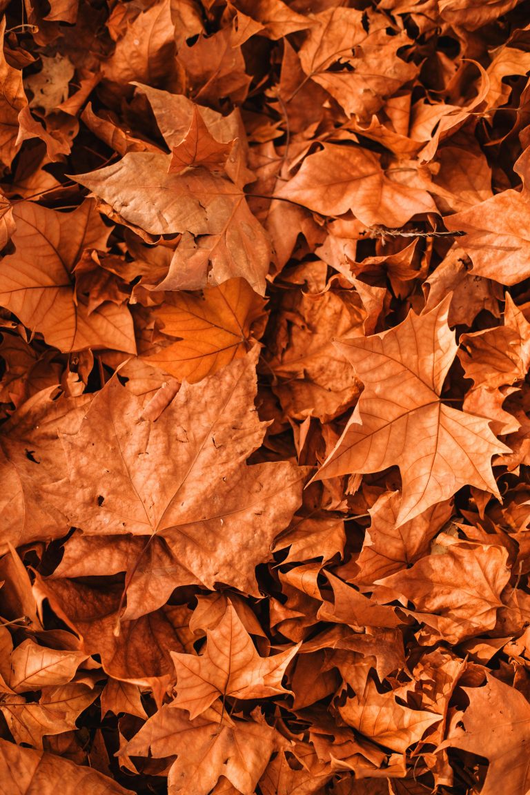 Nov 月份英文怎麼用？11個你不能忽略的實用英文句型與用法 [How To Use November In English? 11 Must Know Practical Expressions]
