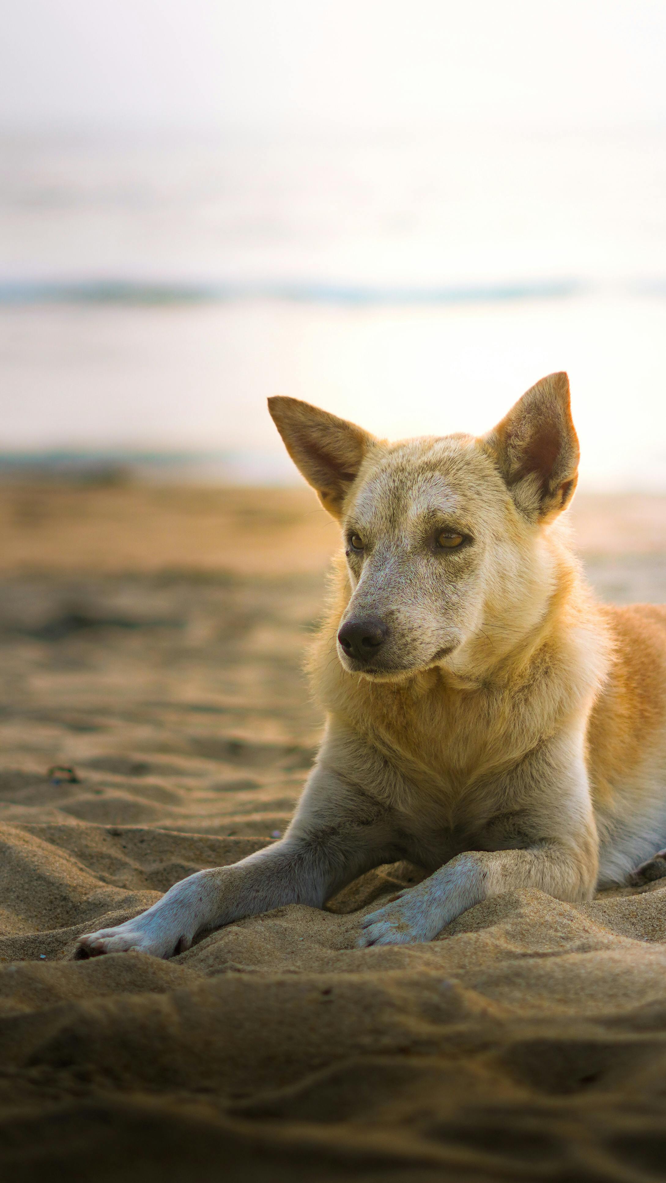 Capybara 是什麼？英文中 Capybara 的正確發音與常見用法解析 [What Is Capybara? Correct English Pronunciation And Common Usage Explained]｜