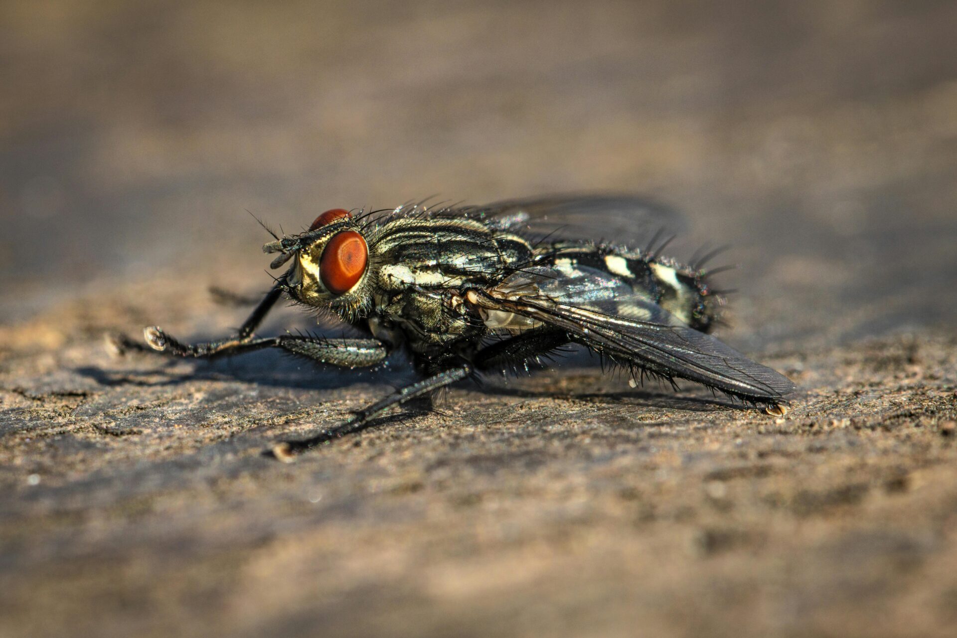 護照翻譯錯誤怎麼辦？英文文件常見5大失誤與避免方法全解析 [Passport Translation Mistakes: 5 Common Errors In English Documents And Complete Prevention Guide]｜