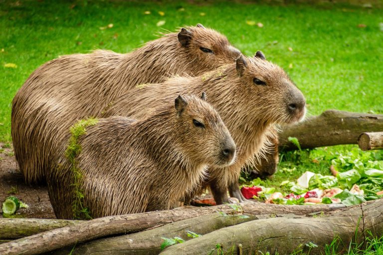 水豚英文capybara怎麼用？10個你絕不能搞錯的超實用例句整理 [How To Use Capybara In English? 10 Essential Sentences You Must Not Get Wrong]
