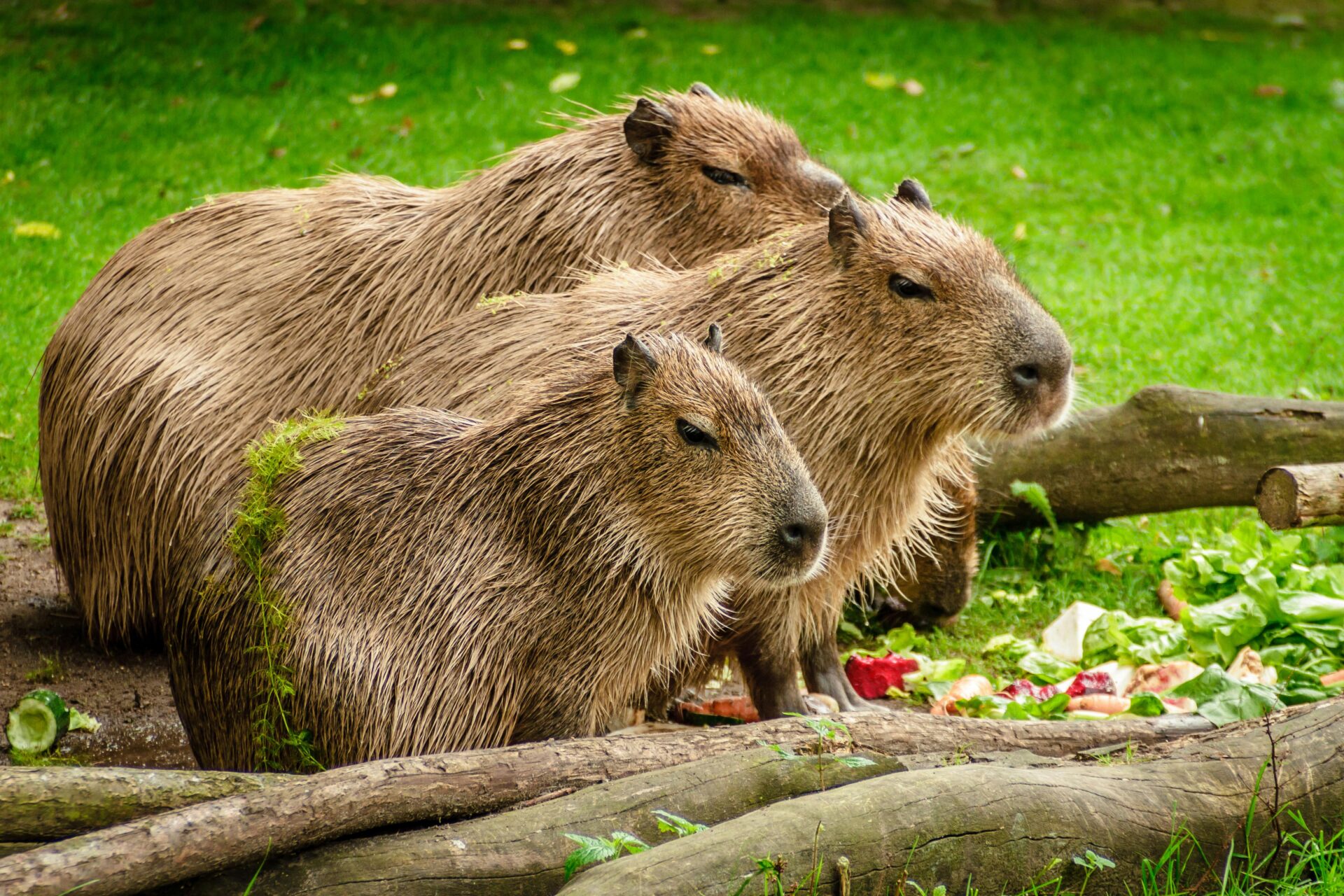 水豚英文capybara怎麼用？10個你絕不能搞錯的超實用例句整理 [How To Use Capybara In English? 10 Essential Sentences You Must Not Get Wrong]