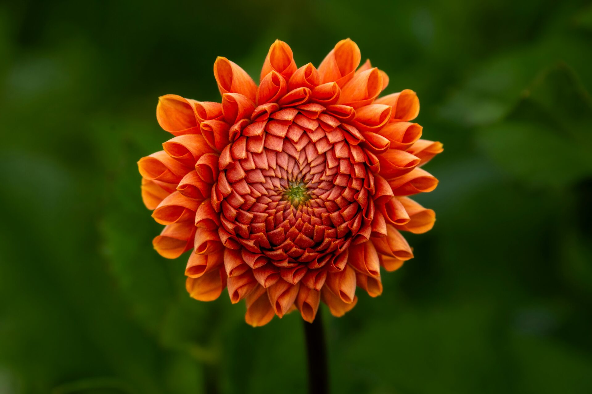 8月英文怎麼說？5個你不能再搞錯的用法與常見錯誤解析 [How To Say August In English? 5 Common Mistakes And Correct Usages]