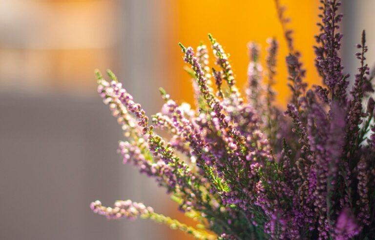 Sep 月份英文怎麼寫？September 全名、縮寫、發音與 5 大錯誤完整解析 (6)