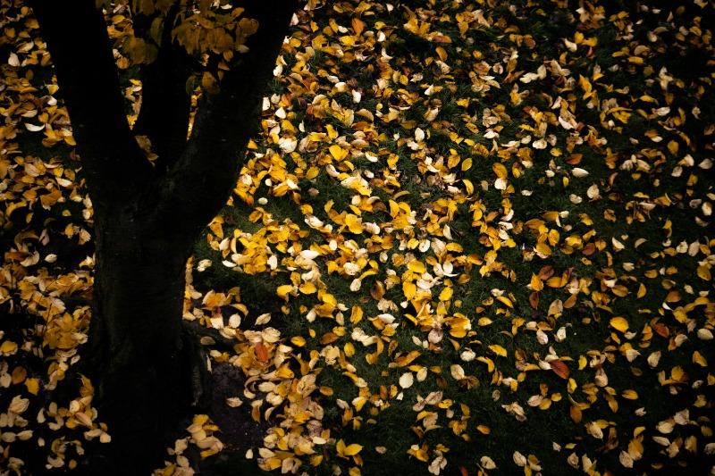 喪假英文怎麼說？5 大 Bereavement Leave 用法與範例，一次搞懂職場請假英文 (9)