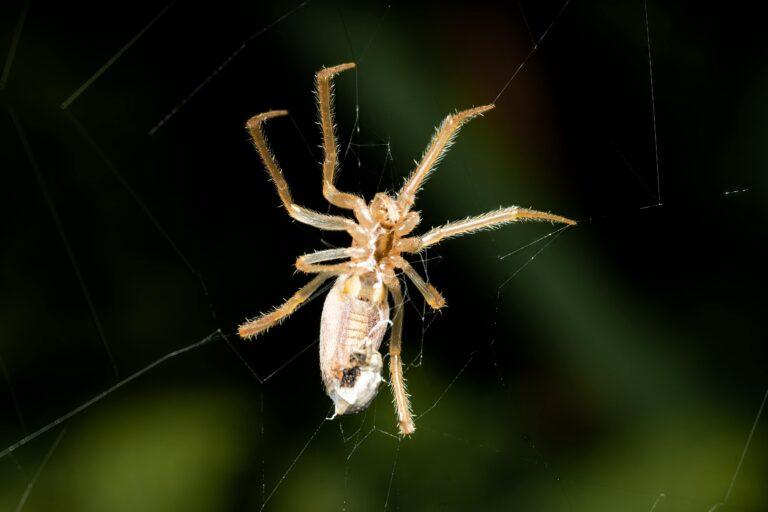 科技業 RD 必避開的5大英文溝通地雷｜工程師面試與實戰常犯錯一次看懂 [Top 5 English Communication Pitfalls Tech R&D Engineers Must Avoid]